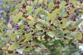 Image result for Celtis