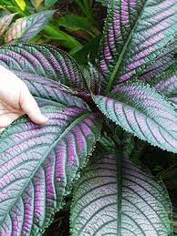 Persian Shield University Of Florida Institute Of Food And Agricultural Sciences Persian Shield Florida Plants Florida Landscaping