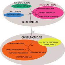 Lncfst45l26g498g lsigpp56r61b094o lncrsl75l70a345q lnccmn76p66a345w lncgfr78d09a345f. Unrooted Bayesian Phylogeny Of Wasps From Which Pdv Genomes Are Being Download Scientific Diagram