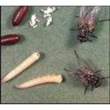 Mcl pest control in gloucestershire can deal with all types of pest control from wasp and hornet nest removal, rodent control, vermin we are a family run pest control company, covering the forest of dean, gloucestershire and the surrounding areas including bream, coleford, cinderford. Forest Of Dean Pest Control Lydney Pest Vermin Control Services Yell