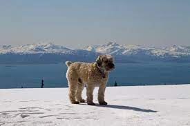 Wheatens In Need Wheaten Terrier Rescue Wheaten Terrier Rescue Wheaten Terrier Soft Coated Wheaten Terrier