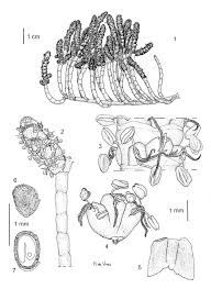 Image result for Sarcocornia