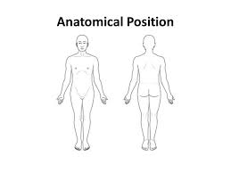 Oem body & frame parts diagrams. Body Parts Upper Limband Lower Limb Diagram Quizlet