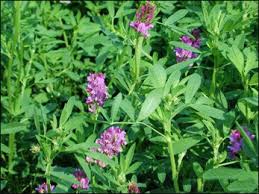 What does alfalfa look like. What Are The Uses And Health Benefits Of Alfalfa Medicago Sativa