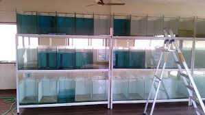 Fish Breeding Setup Fish Breeding Fish Tank Design Fishing Room