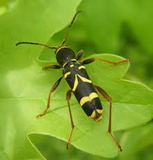 Apr 14, 2019 · scientific name: Wasp Beetle Naturespot