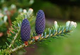 Image result for Viridivia