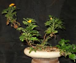 Bonsai are known for their small size. Chrysanthemums For Bonsai Or Kusamono