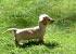 Irish Cream English Cream Dachshund