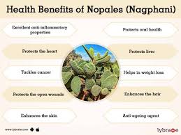 Besides helping to break down and excrete fat and aid in your digestive processes. Nopales Nagphani Benefits And Its Side Effects Lybrate