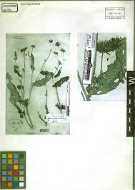 Image result for Pegolettia senegalensis