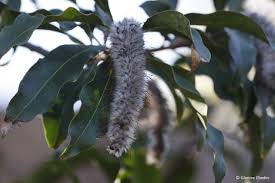 Image result for Faurea saligna