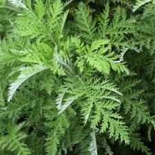 Image result for Artemisia sp.no.1