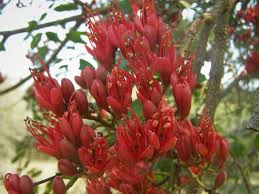 Image result for Schotia brachypetala