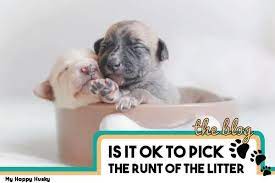 Is It Ok To Pick The Runt Of The Litter Complete Faq Guide My Happy Husky