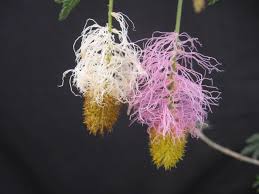 Image result for Dichrostachys