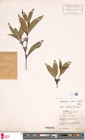 Image result for Malouetia