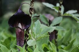 Image result for Arisaema