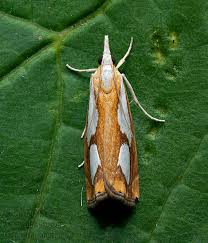 Image result for Catoptria pinella