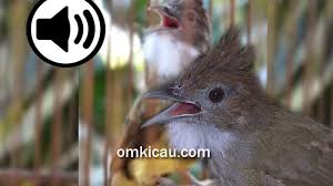 Cucak jenggot mini/ciung air jawa adalah burung yang mempunya tipikal suara kasar layaknya cucak ciung air atau cucak jenggot mini termasuk jenis burung yang cocok sebagai masteran burung. Suara Burung Cucak Jenggot 5 Variasi Masteran Om Kicau