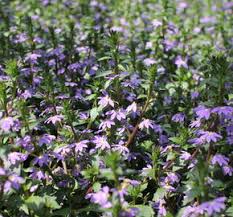 Image result for foto Vějířovka