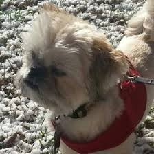 Shawn Passwaters Misterwicket Profile Pinterest
