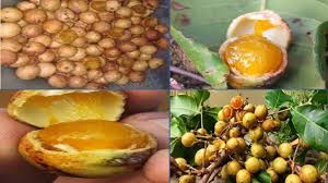 Semua bagian informasi dalam cv disediakan curriculum vitae dari detail pribadi, profil. Poskupang Wiki