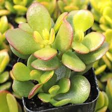 Like these of sedum rubrotinctum 'aurora'. Why Is Your Succulent Wrinkly And How To Revive It