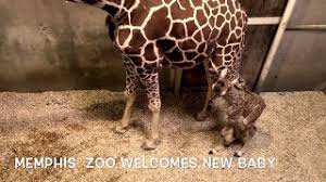 Baby Giraffe At The Memphis Zoo Youtube