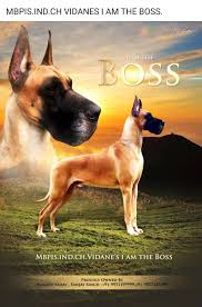 (listing renewable on 5th july 2013) Great Danes Of India Home Facebook