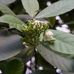 Image result for Tabernaemontana crassa