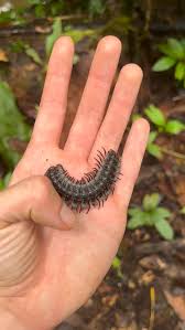 Image result for Phaulopsis sangana