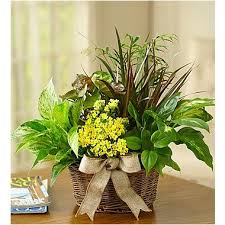 Maybe you would like to learn more about one of these? 1 800 Flowers Colonial Flowerscolonial Twitter