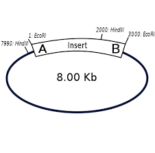 Restriction Map Wikipedia