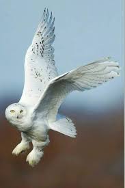 Bird With Big Eyes Name Pin On Owls Such Big Eyes They Have