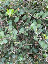 Image result for Gymnosporia buchananii