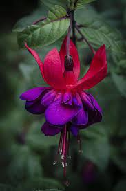 Fuschia Flower Photograph By Chad Sedam Fuchsia Flowers Beautiful Flowers Flower Artists