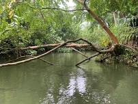 Clean the Stream