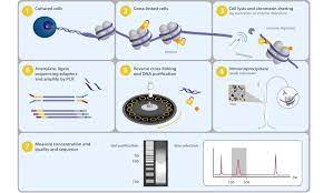 Dissociation of histone marks and for better performance. Chip Seq Assay Kit For Histone Methylation Methylation Kit Chips