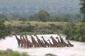 This Is Kenya - Giraffes crossing the Mara River . 🦒🦒🦒🦒🦒♥... |  Facebook