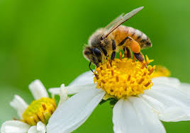 Gardens can provide a green corridor, strips of habitat containing food and environments suitable for bees and butterflies. Asianet Breaking News Kerala Local News Kerala Latest News Kerala Breaking News News