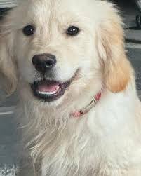 IRISH DOGS LOST FOUND STOLEN