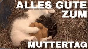 Die grußkarte für die muttertagsgrüße. Muttertag Gif Muttertag Discover Share Gifs