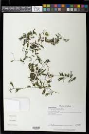 Image result for Trichomanes crispiforme