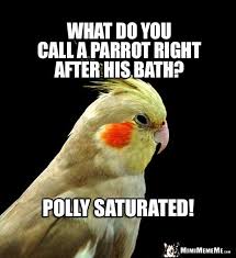 Birds Of The Same Feather Joke Parrot Riddle What Do You Call A Parrot Right After His Bath Polly Saturated Funny Parrots Parrot Funny Birds
