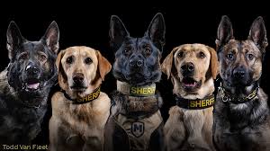 Weld County Sheriff's Office K-9 Unit Weld Sheriff