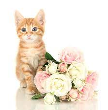 Cats smelling flowers cats amongst the flowers cats eating flowers cats posing by flowers cats playing with flowers. Learn About Flowers Toxic To Cats Pollen Nation