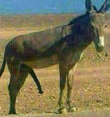 Iraqecpl On Twitter حمار مشتهي ومافي حواليه حماره هههههه Http T Co Vzp3cjyuro