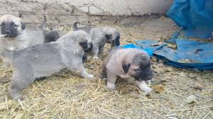 Gaziantep Kangal Ciftligi Syf
