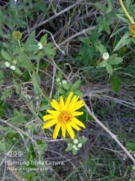 Image result for Aspilia